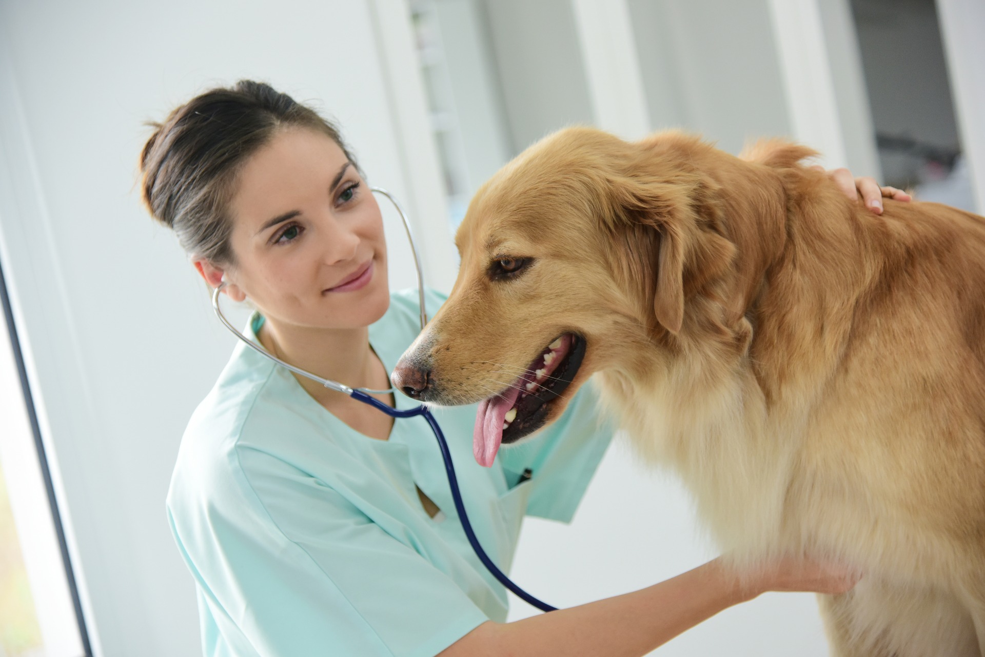 https://www.seleccionesveterinarias.com/files/