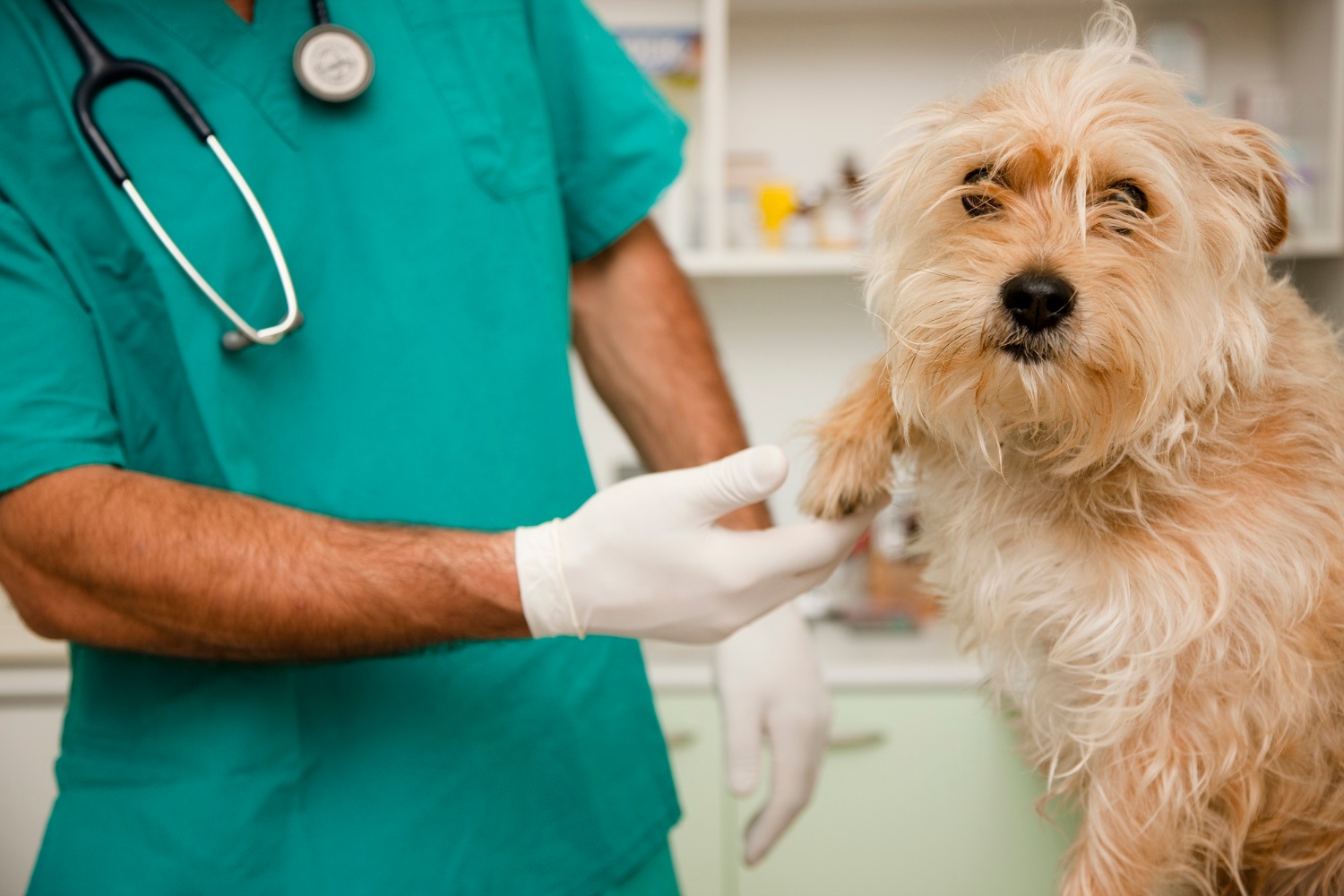 https://www.seleccionesveterinarias.com/files/