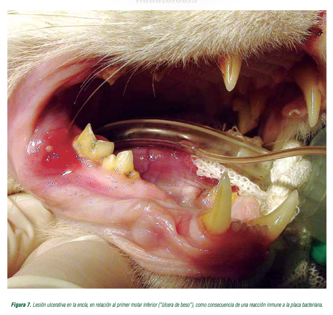 https://www.seleccionesveterinarias.com/files/