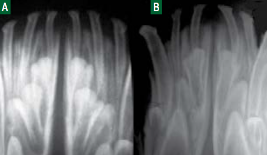 https://www.seleccionesveterinarias.com/files/