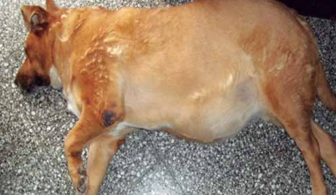 https://www.seleccionesveterinarias.com/files/