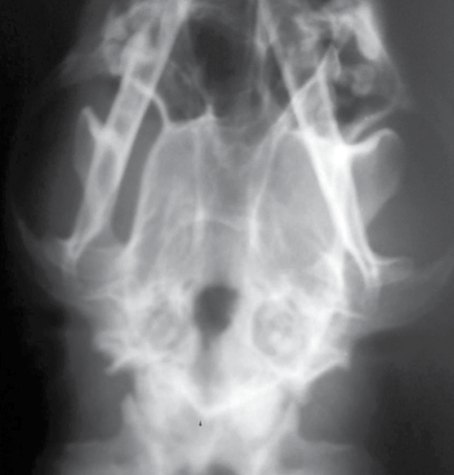 https://www.seleccionesveterinarias.com/files/