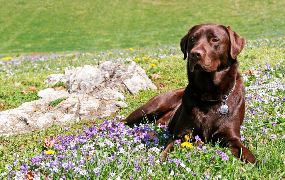 https://www.seleccionesveterinarias.com/files/