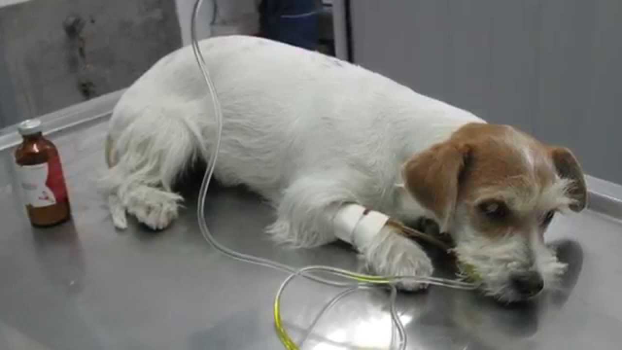 https://www.seleccionesveterinarias.com/files/