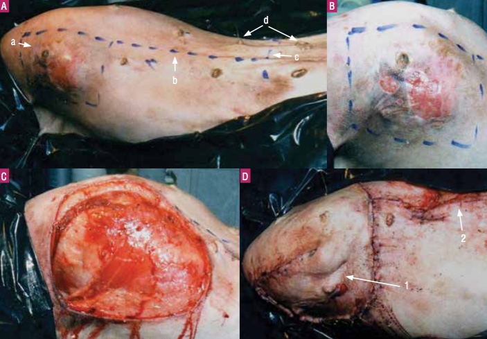 https://www.seleccionesveterinarias.com/files/