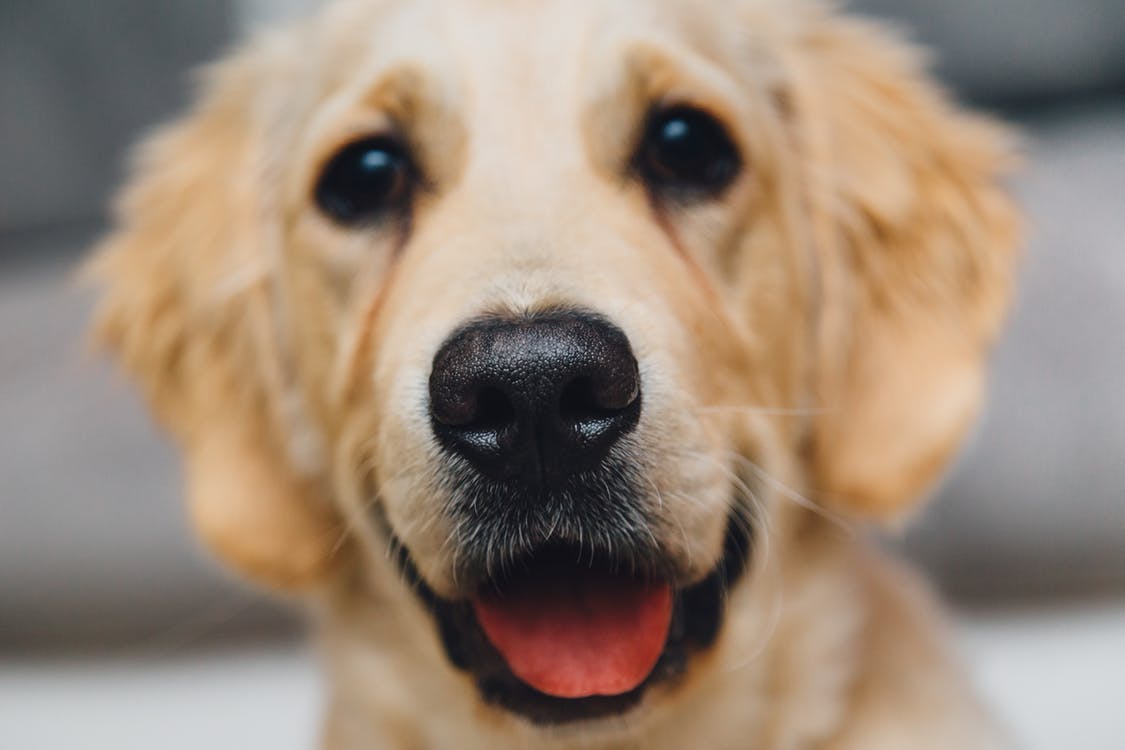 https://www.seleccionesveterinarias.com/files/