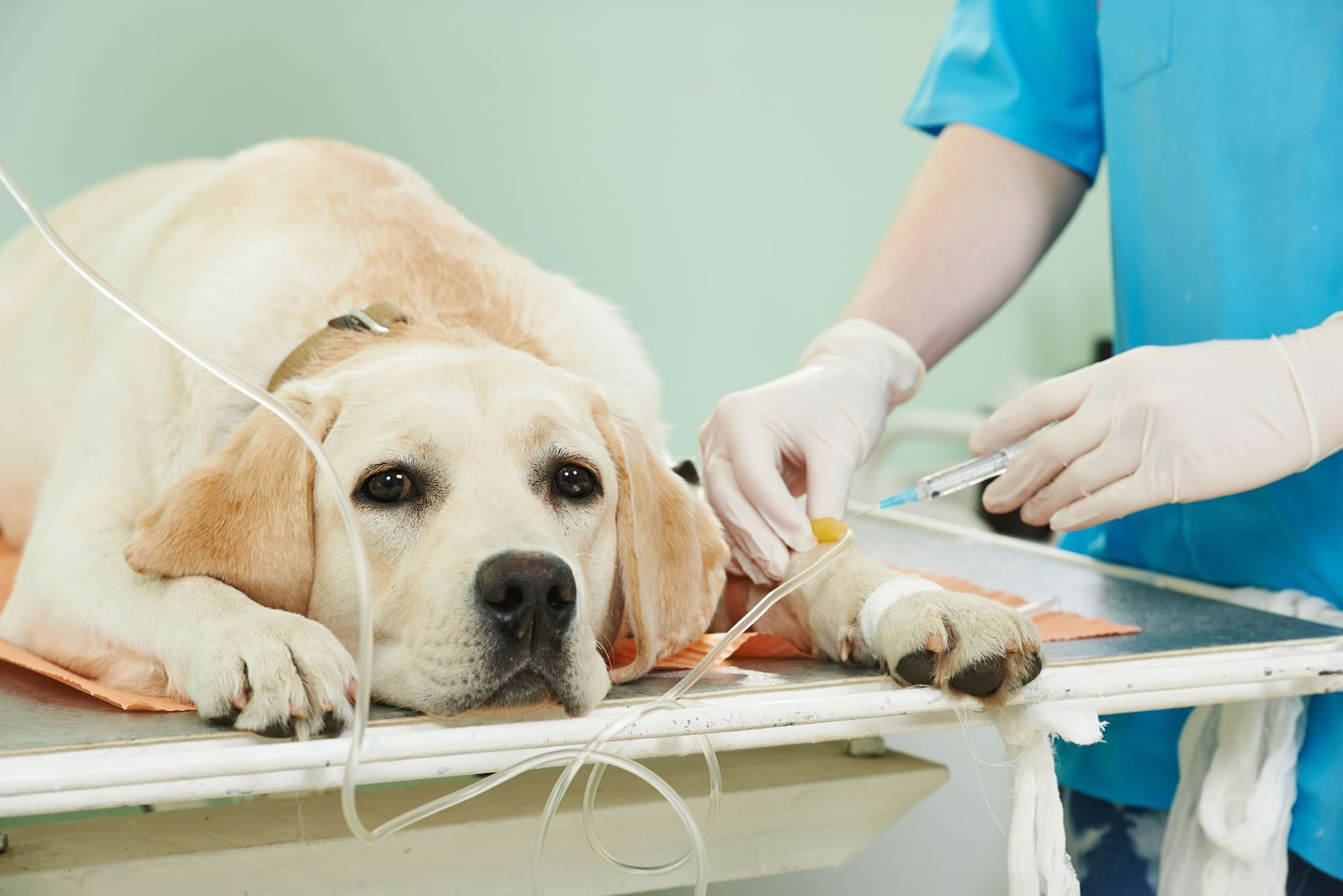 https://www.seleccionesveterinarias.com/files/