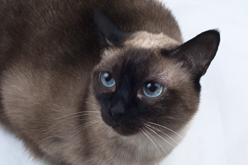 https://www.seleccionesveterinarias.com/files/