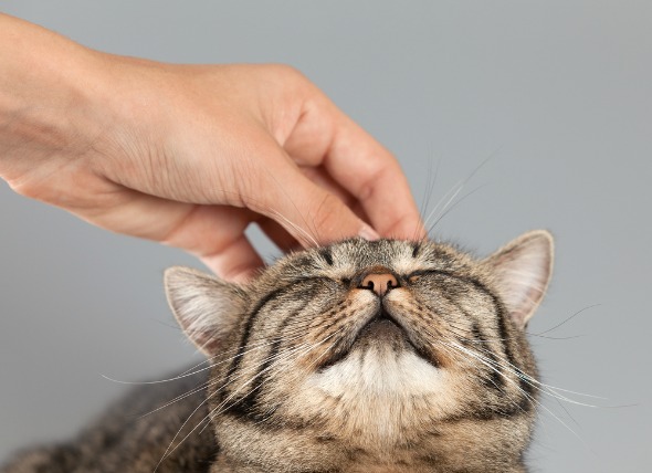 https://www.seleccionesveterinarias.com/files/