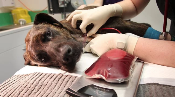 https://www.seleccionesveterinarias.com/files/