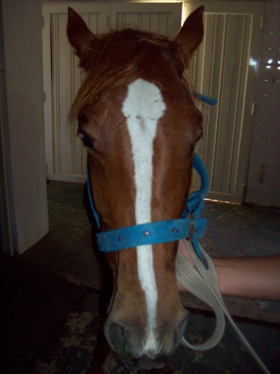 https://www.seleccionesveterinarias.com/files/