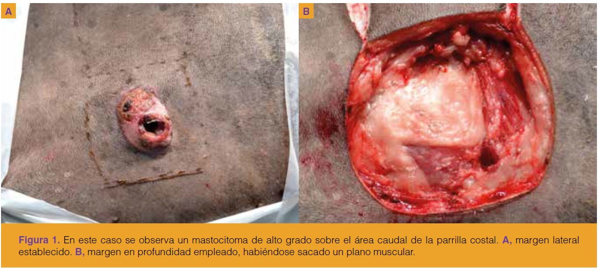https://www.seleccionesveterinarias.com/files/Fig 1