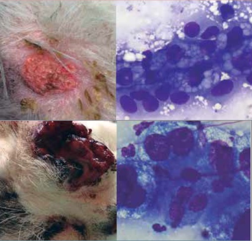 https://www.seleccionesveterinarias.com/files/