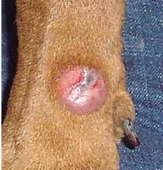 https://www.seleccionesveterinarias.com/files/