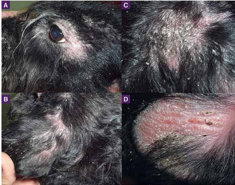 https://www.seleccionesveterinarias.com/files/