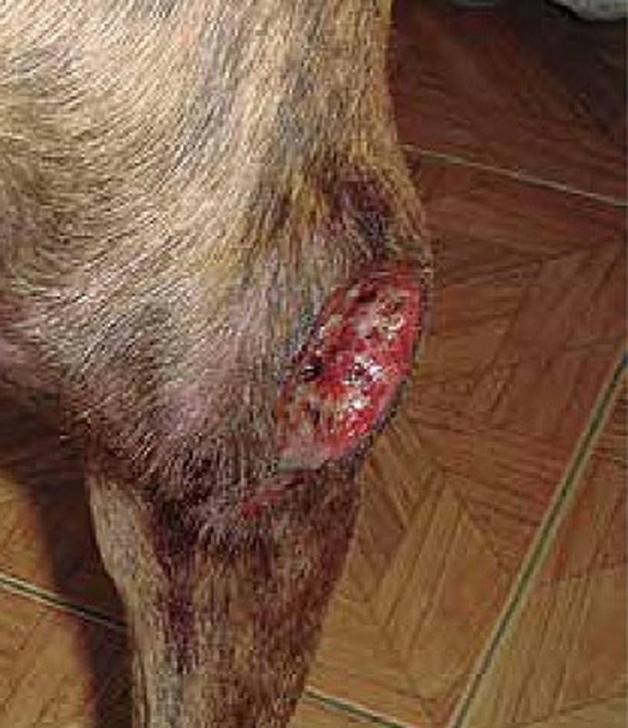 https://www.seleccionesveterinarias.com/files/