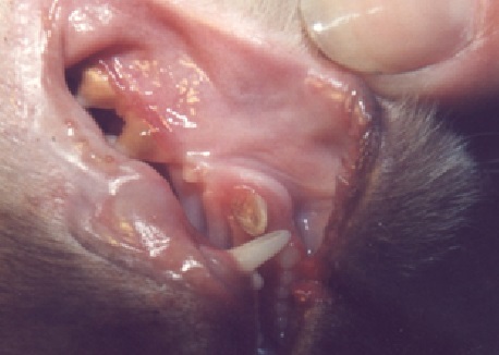 https://www.seleccionesveterinarias.com/files/