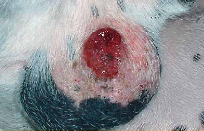 https://www.seleccionesveterinarias.com/files/