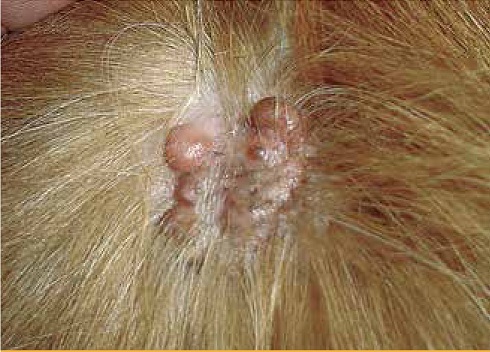 https://www.seleccionesveterinarias.com/files/