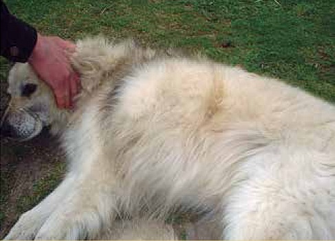 https://www.seleccionesveterinarias.com/files/