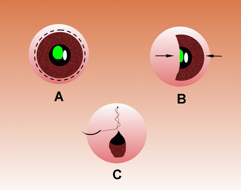 https://www.seleccionesveterinarias.com/files/