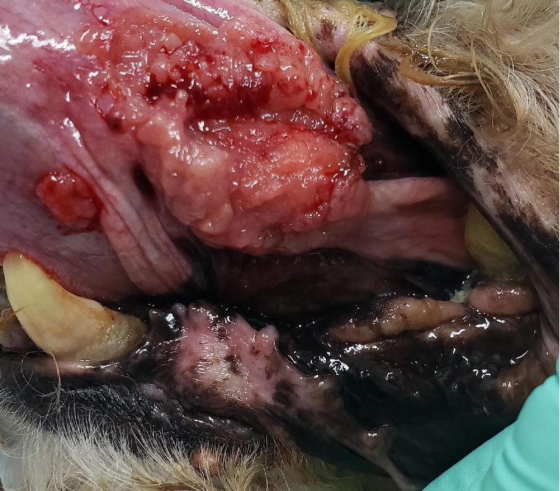 https://www.seleccionesveterinarias.com/files/