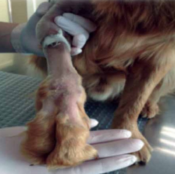 https://www.seleccionesveterinarias.com/files/