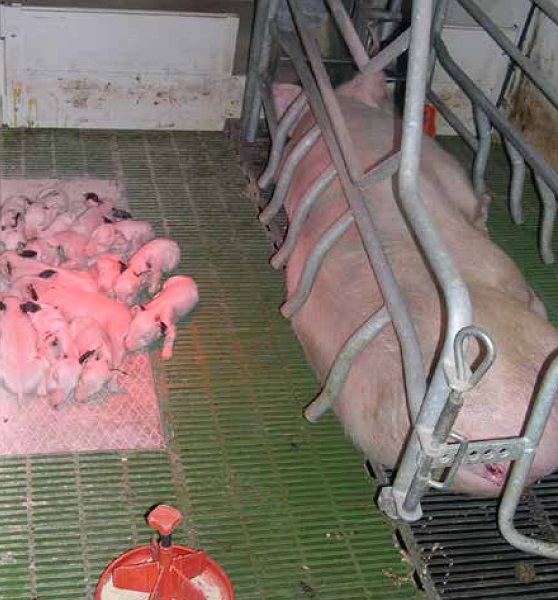 https://www.seleccionesveterinarias.com/files/