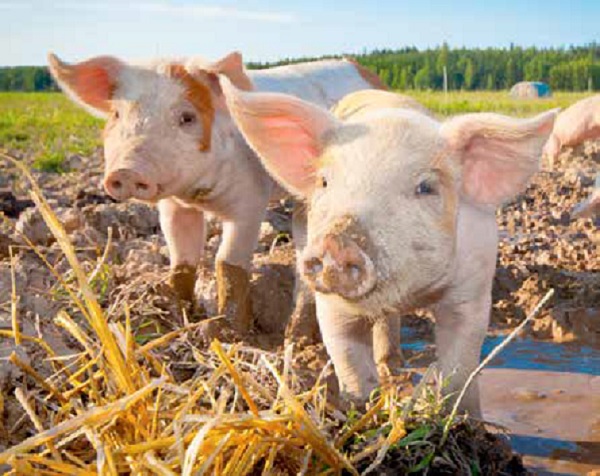 https://www.seleccionesveterinarias.com/files/