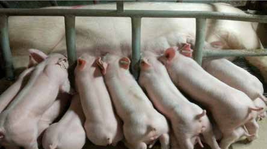 https://www.seleccionesveterinarias.com/files/