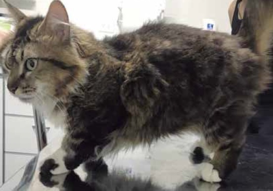 https://www.seleccionesveterinarias.com/files/