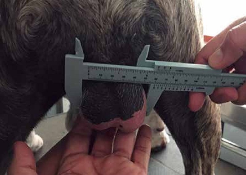 https://www.seleccionesveterinarias.com/files/