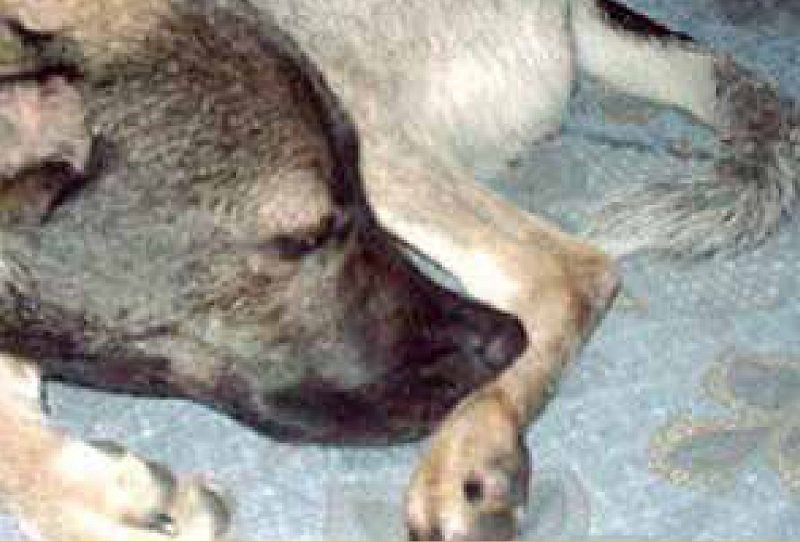 https://www.seleccionesveterinarias.com/files/