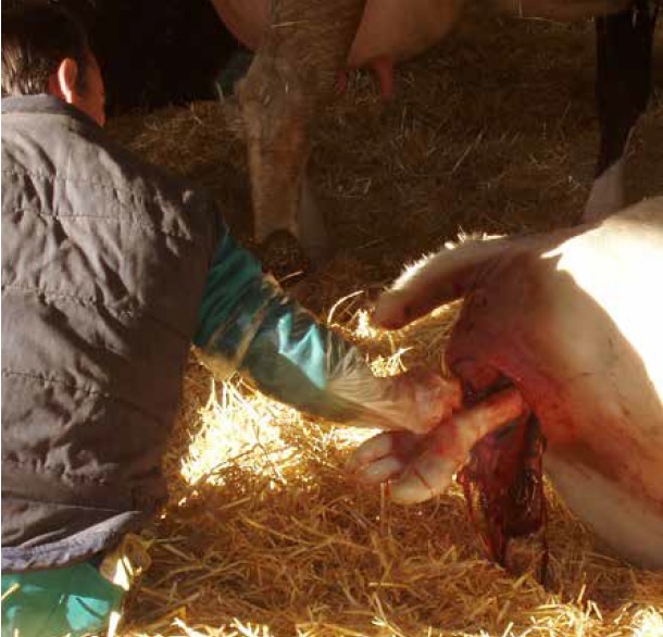 https://www.seleccionesveterinarias.com/files/