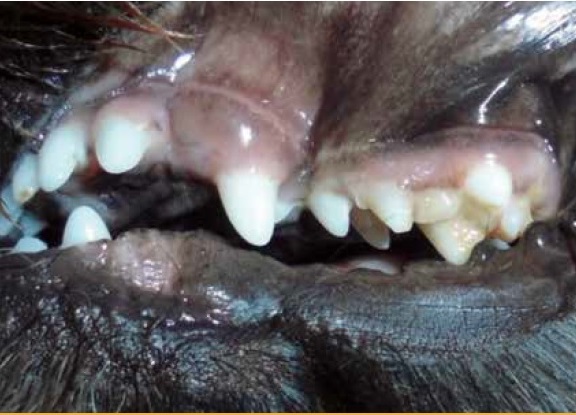 https://www.seleccionesveterinarias.com/files/