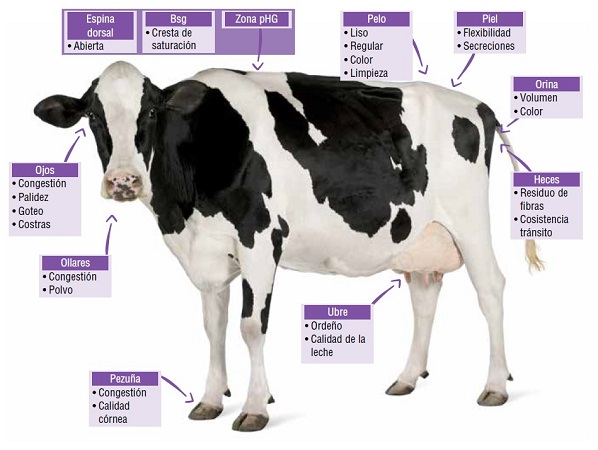https://www.seleccionesveterinarias.com/files/