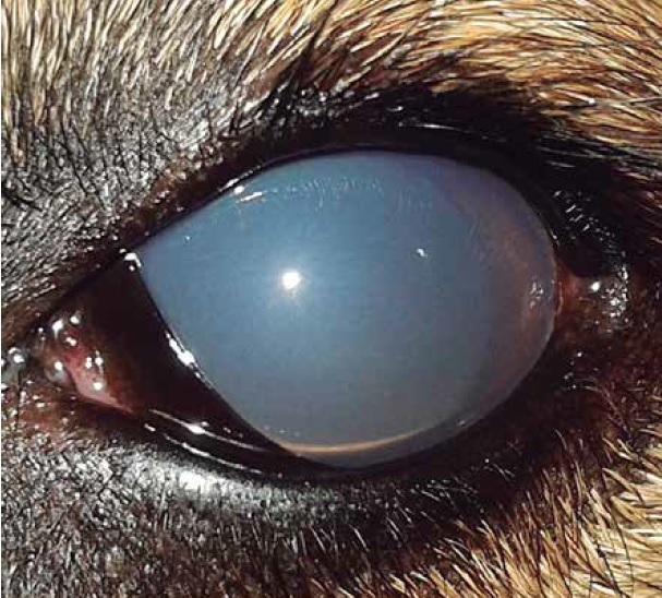 https://www.seleccionesveterinarias.com/files/