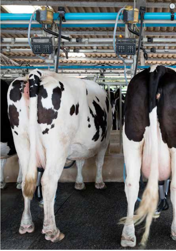 https://www.seleccionesveterinarias.com/files/