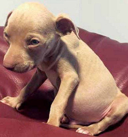 https://www.seleccionesveterinarias.com/files/