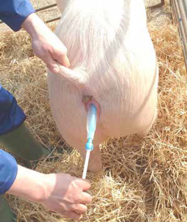 https://www.seleccionesveterinarias.com/files/