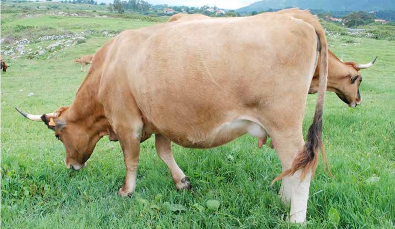 https://www.seleccionesveterinarias.com/files/