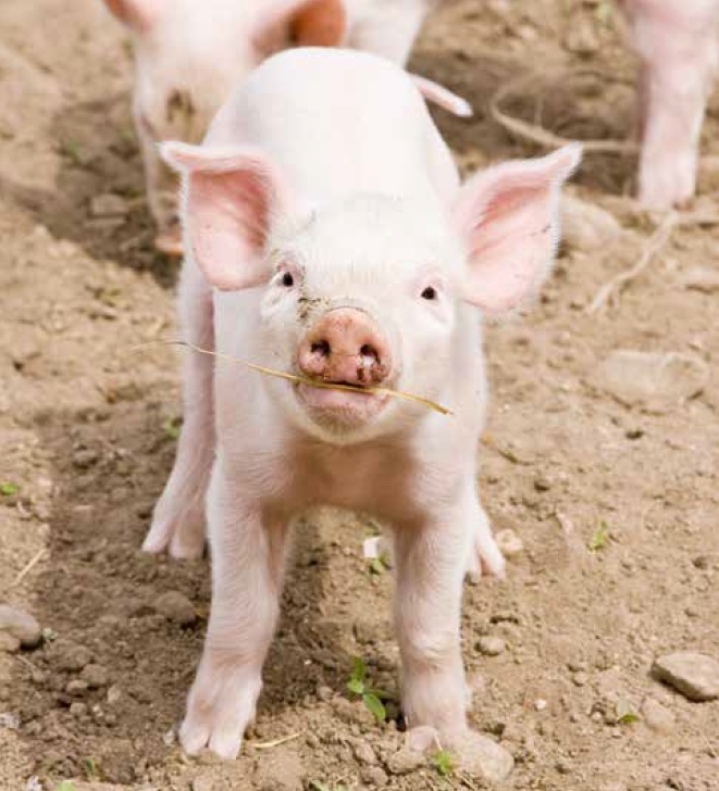 https://www.seleccionesveterinarias.com/files/