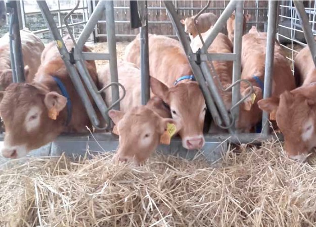 https://www.seleccionesveterinarias.com/files/
