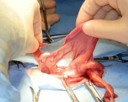 https://www.seleccionesveterinarias.com/files/