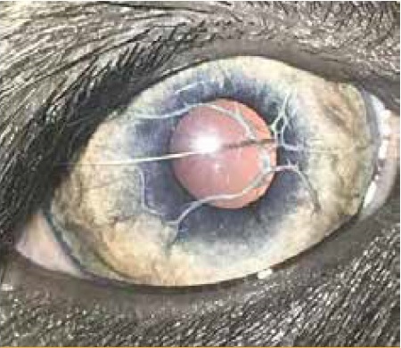 https://www.seleccionesveterinarias.com/files/
