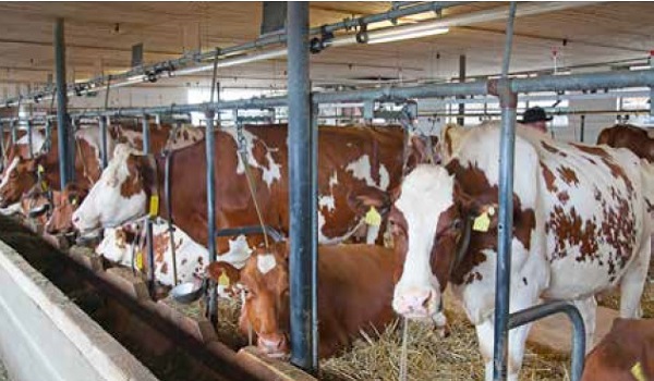 https://www.seleccionesveterinarias.com/files/