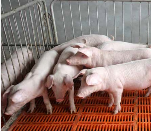 https://www.seleccionesveterinarias.com/files/