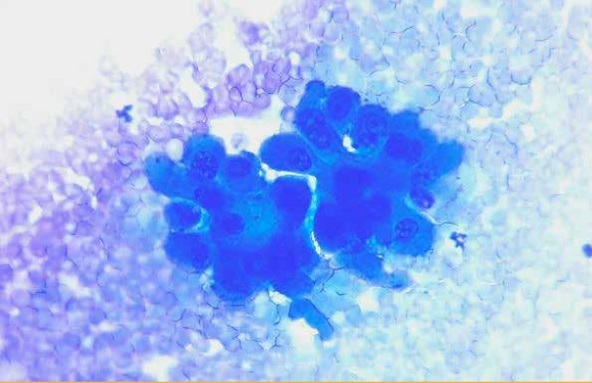 https://www.seleccionesveterinarias.com/files/