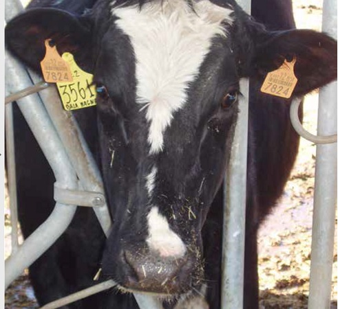 https://www.seleccionesveterinarias.com/files/