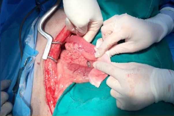 https://www.seleccionesveterinarias.com/files/
